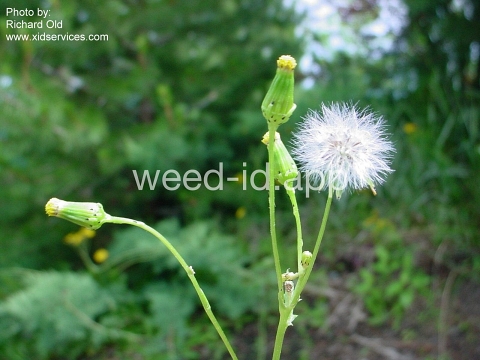 groundsel, common